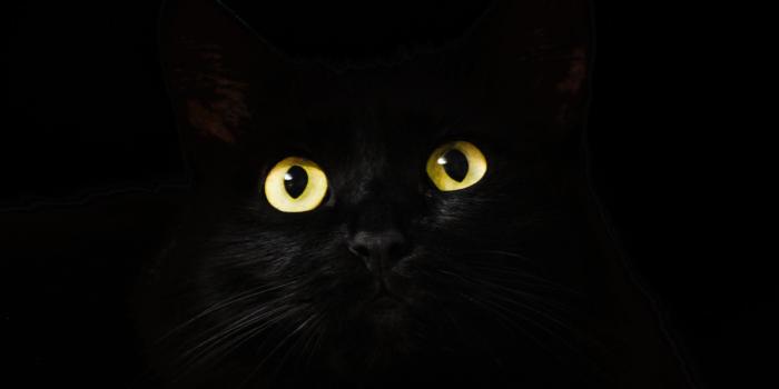 2560x1080 2560x1080 Black Cat Eyes Dark 5k 2560x1080 Resolution HD 4k