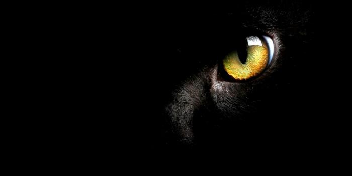 1528x976 Cat Eyes Wallpapers - Top Free Cat Eyes Backgrounds - WallpaperAccess
