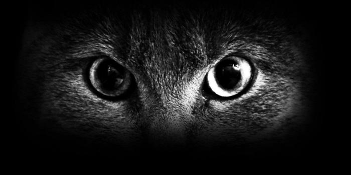 1280x960 Spooky wallpapers | Scary Eyes Wallpapers 23 | Dark Wallpapers