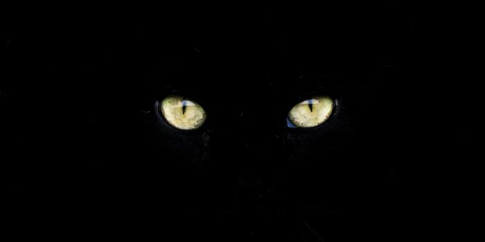 5021x2902 Cat eye close up photography HD wallpaper | Wallpaper Flare