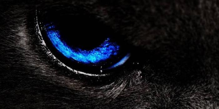 720x1280 Cat Eyes wallpaper by Prybz - ab - Free on ZEDGE™