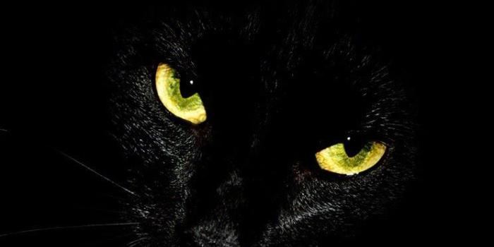 744x1392 Black cat glowing eyes iPhone wallpaper background | Animais