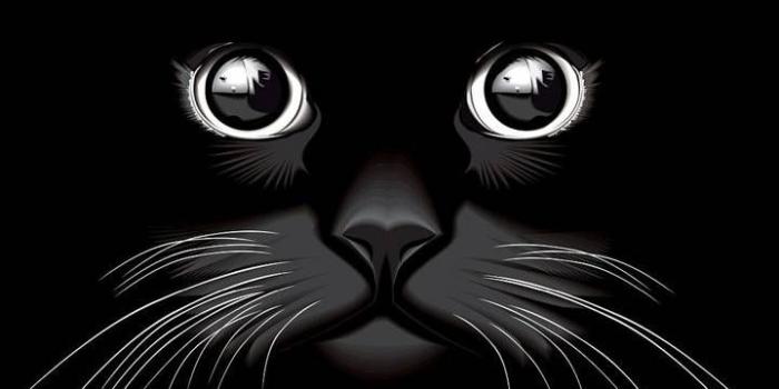720x1280 Black cat eyes wallpaper by Claradent - 71 - Free on ZEDGE™
