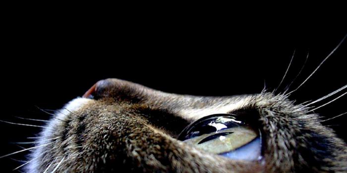 1596x945 Cat Eyes Wallpaper | Like Wallpapers