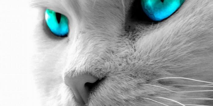 1200x900 Animals Zoo Park: Black Cat Eyes Wallpapers, Blue Cat Eyes, Yellow