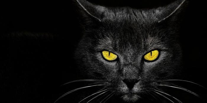 2500x1667 Free download Kill Wallpaper black cat eyes background HD