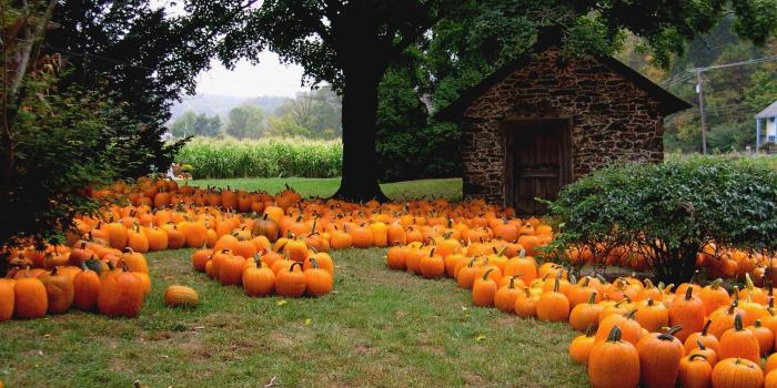 2205x1565 Connecticut Garden Journal: Meet Halloween's Jack of All Lanterns