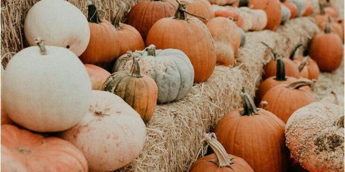 736x1101 October 7, 2018 | Seeing dozens of pumpkins in the yard of a