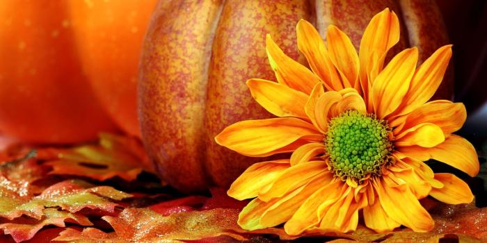 1920x1080 Free download Desktop Pumpkin Wallpapers [1920x1080] for your