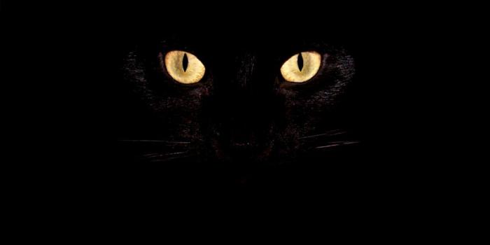 1256x698 Cat Eyes Wallpapers - Top Free Cat Eyes Backgrounds - WallpaperAccess