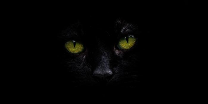 4782x3287 Cat Eye Pictures [HQ] | Download Free Images on Unsplash