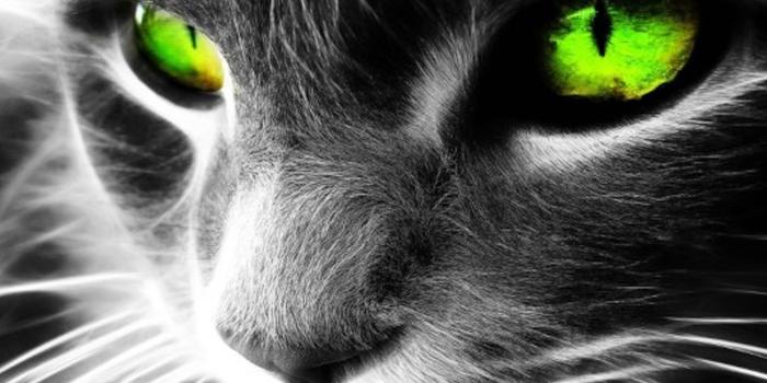 2048x1536 Cat Eyes Wallpaper-Cool Cat Wallpapers | Free HD Backgrounds