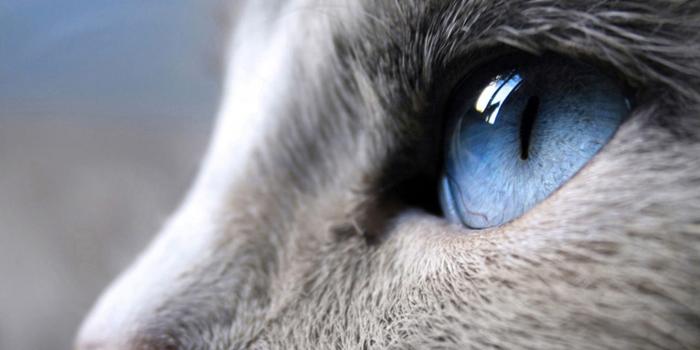 2880x1800 blue, Eyes, Cat Wallpapers HD / Desktop and Mobile Backgrounds