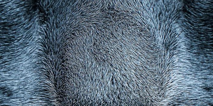 1080x1920 Sleeping Cat Eyes - Best htc one wallpapers, free and easy to download