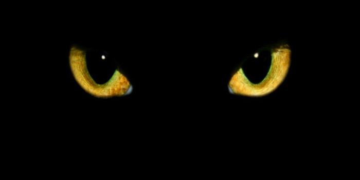 1024x768 39 cat eyes up close 381 :: Attractive Feline Eyes Wallpaper