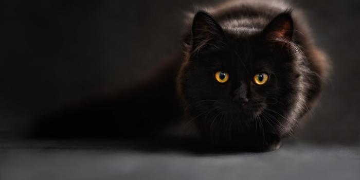 3235x2157 Cat Eyes Wallpaper , (56+) Pictures