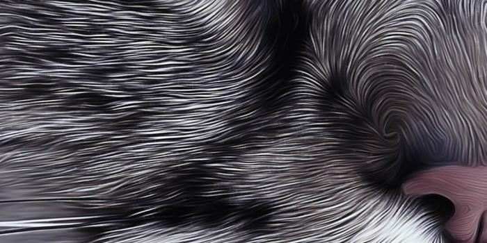 1080x1920 Cat's eyes wallpaper – Coolwallpapershub