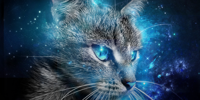 1279x914 26998 cat eyes wallpaper