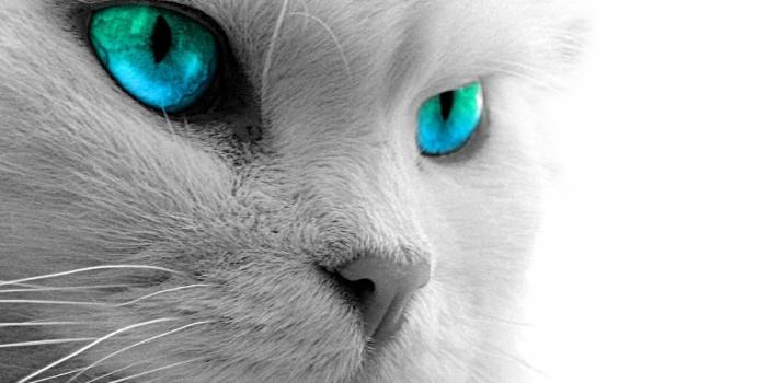 1600x1200 Black Cat Eyes Wallpapers, Blue Cat Eyes, Yellow Cat Eyes, Green