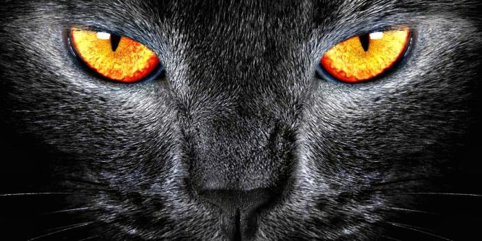 1600x1200 Cat Eye Wallpapers