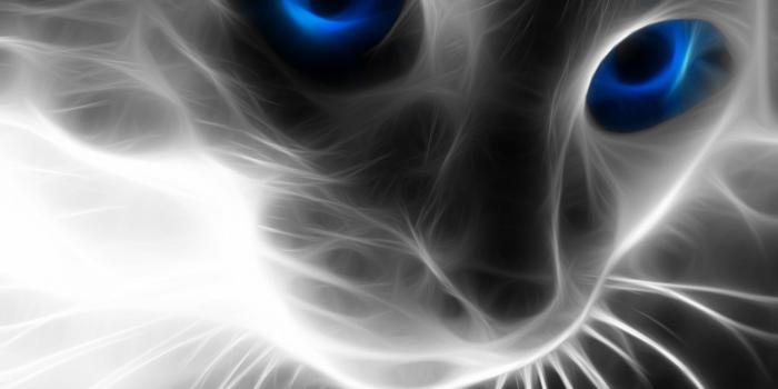 1920x1080 Animal Eyes Abstract Wallpapers - Top Free Animal Eyes Abstract