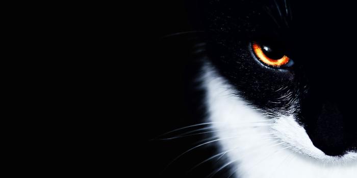 1920x1200 cats, Animals, Orange, Eyes Wallpapers HD / Desktop and Mobile