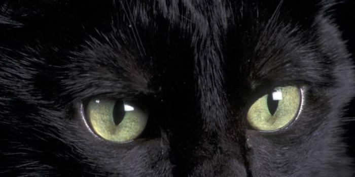 806x1069 Cat Eyes wallpaper by Blu3Cata - c9 - Free on ZEDGE™