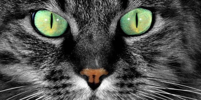 2560x1440 Cat Eye Wallpapers