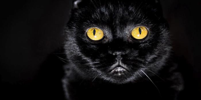 1600x1000 Free download Black Cat Eyes Wallpapers Blue Cat Eyes Yellow Cat
