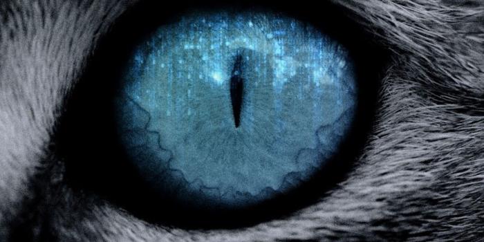 1536x2048 Blue Cat Eye Close Up (#2603187) - HD Wallpaper & Backgrounds Download