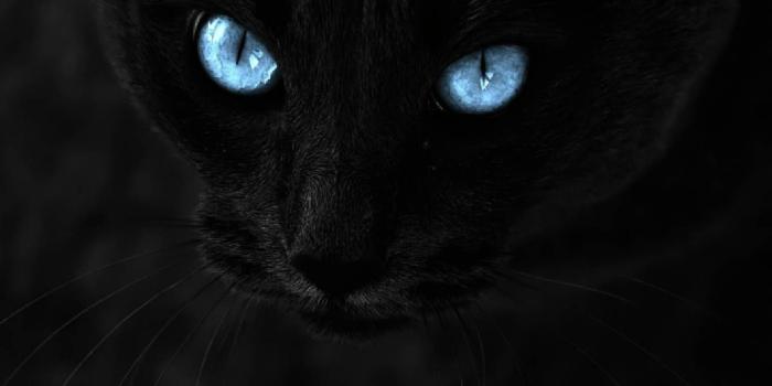 1440x1280 Cat Eyes wallpaper by Studio929 - e9 - Free on ZEDGE™