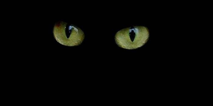1024x768 Cool Cat Eyes - Free Desktop Wallpaper | Enjoy this Cool Cat…