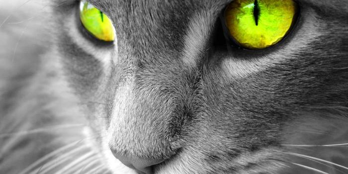 1413x1060 Gallery For > Cat Eyes Wallpapers