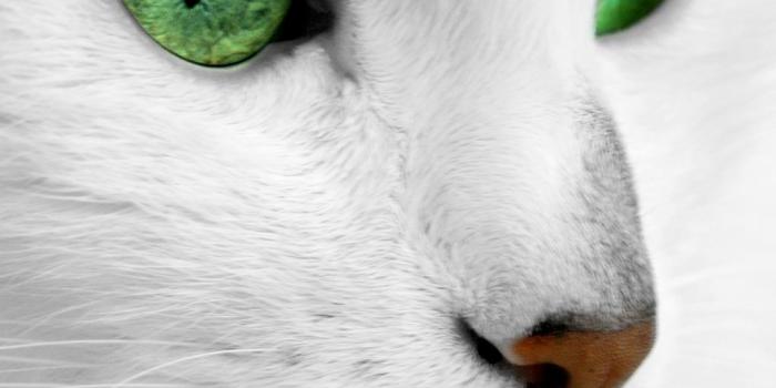 1024x1024 Emerald Cat Eyes iPad Wallpapers Free Download