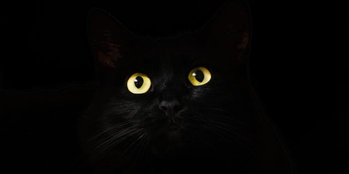 2560x1700 2560x1700 Black Cat Eyes Dark 5k Chromebook Pixel HD 4k Wallpapers