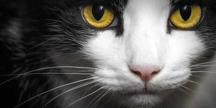 1332x850 Wallpaper cat, eyes, cat, look, face, close-up, the dark