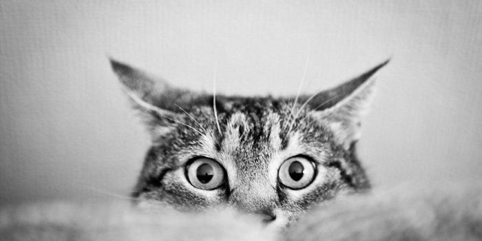 1920x1080 black and white eyes cats animals cat eyes 1920x1080 wallpaper