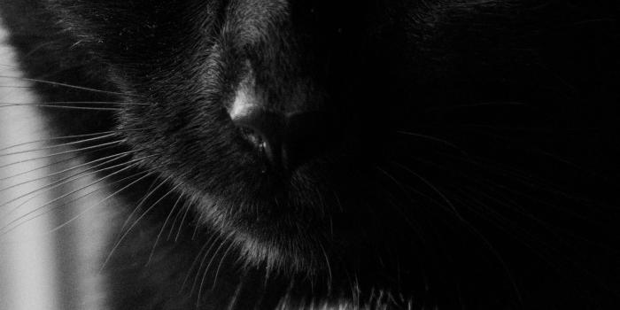 1350x2400 Download wallpaper 1350x2400 cat, bw, muzzle, black cat, eyes