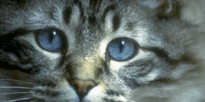 1280x804 Cat Eyes wallpapers | Cat Eyes stock photos