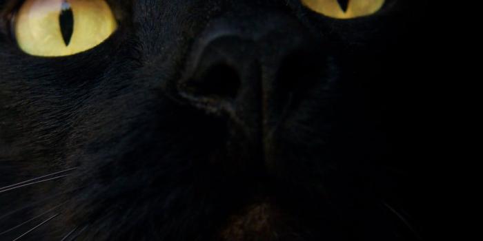 1920x1080 Black cat, black cats, cat, eyes, animals HD wallpaper | Wallpaper