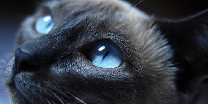 2560x1440 2560x1440 Cat Eyes Closeup 1440P Resolution HD 4k Wallpapers