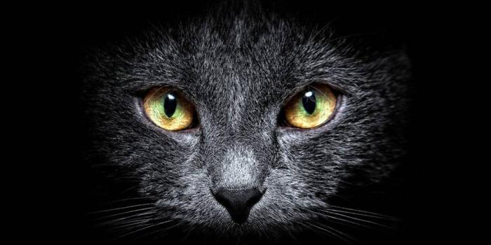 1017x1280 CAT EYES wallpaper by hende09 - bd - Free on ZEDGE™