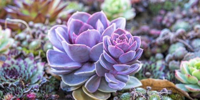 1920x1281 Succulent Wallpapers (51+ images)