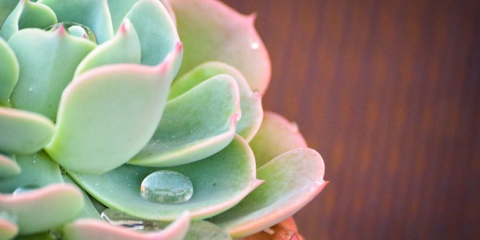 3840x2400 Succulent Wallpapers