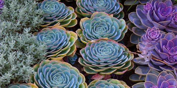 1920x1080 Best 54+ Succulents Wallpaper on HipWallpaper | Succulents