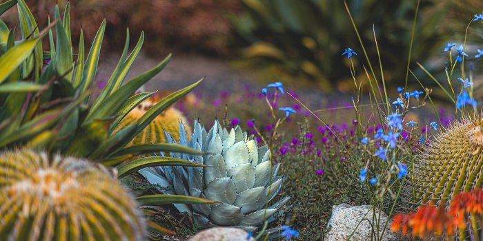 2500x1437 Desert Garden, Desktop Wallpaper, Happy New Year 2020 – Naina.co