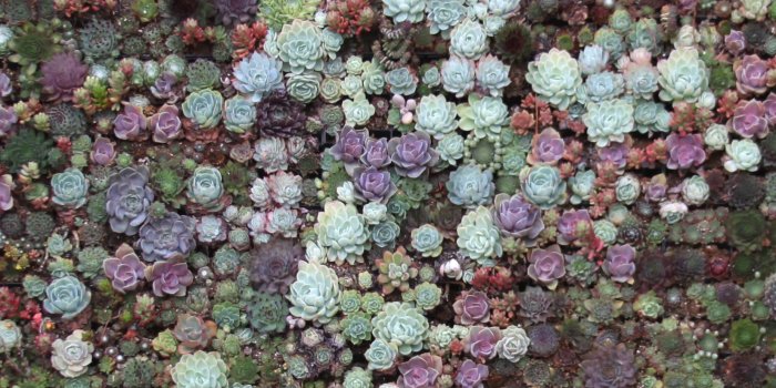 1650x1100 Best 53+ Succulent Background on HipWallpaper | Succulent Garden