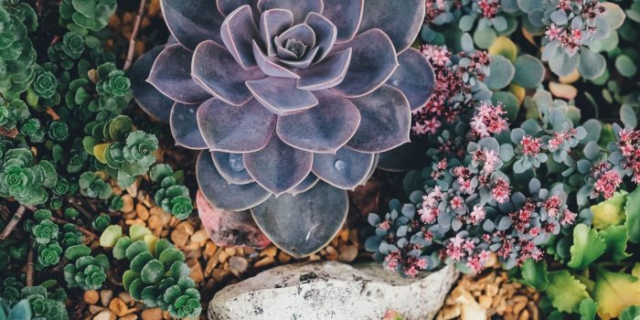 2560x1024 Download wallpaper 2560x1024 succulents, flowers, plant ultrawide