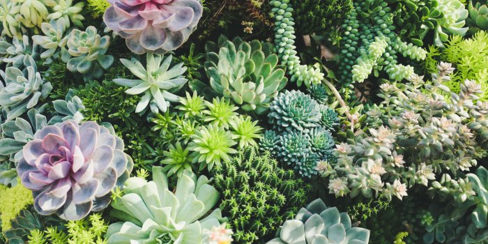 5472x3648 500+ Succulents Pictures [HD] | Download Free Images on Unsplash
