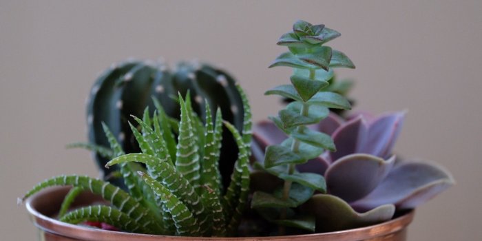 1920x1080 Succulent Wallpapers (51+ images)
